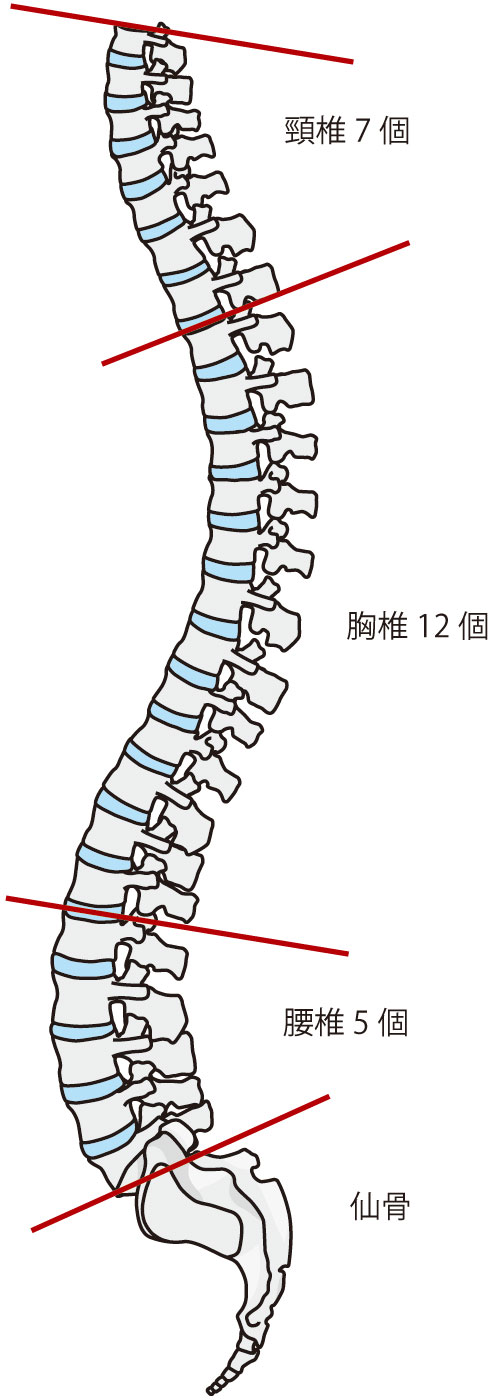 背骨のS字カーブがポイント