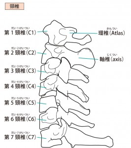 頚椎