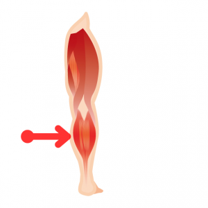 よく痛める場所（腓腹筋：内側）膝をまたいで付着している為