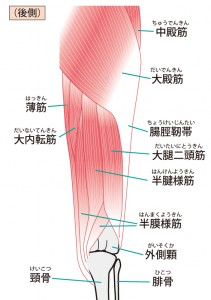 オスグッドは腰がポイント