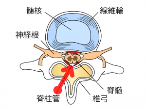 脊柱管