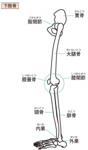 下肢骨