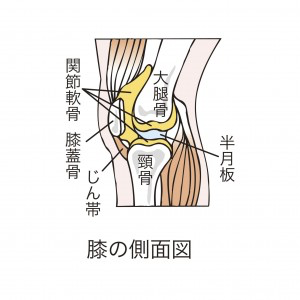 膝の側面図