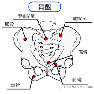 骨盤