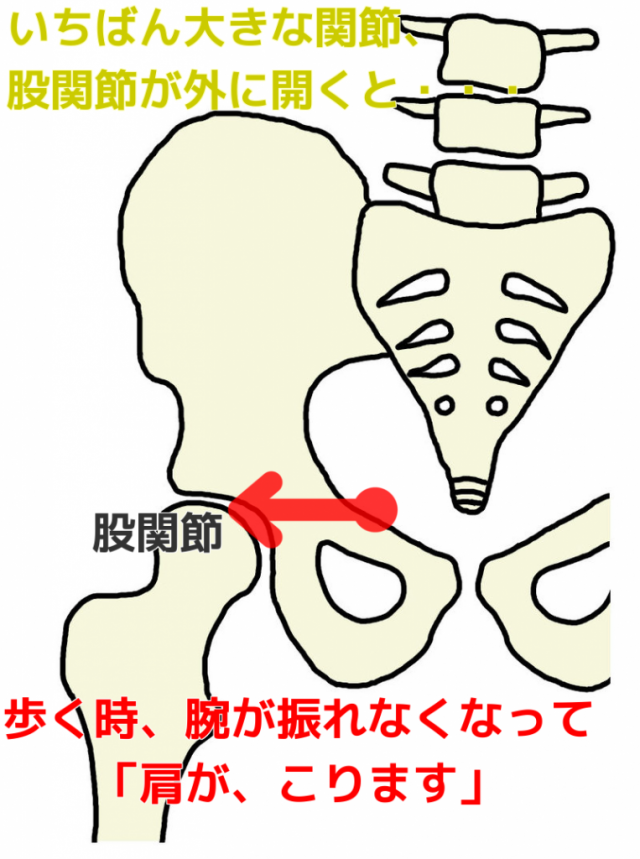 一番大きな関節、股関節が外に開くと…歩く時腕が振れなくなって「肩がこります」