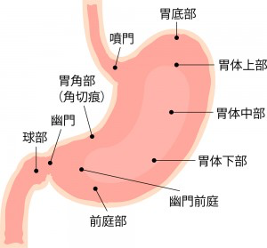 胃の不調と肩こりは相関関係があり