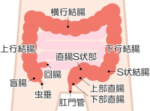 腸と肩こり